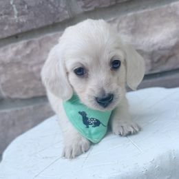 George - Cream male Dachshund puppy in Richmond, Virginia from Irresistible Dachshunds