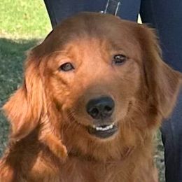 Ciara, pronounced Kee-ra - Golden Retriever