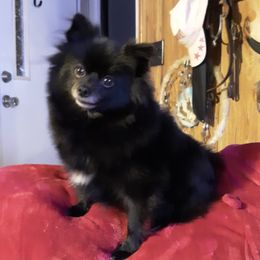 Lucy - Pomeranian
