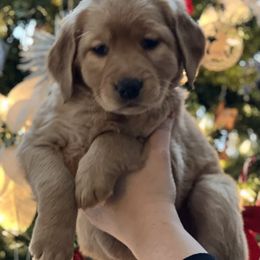 Labrador Retriever Puppies from Sun Ridge Labradors