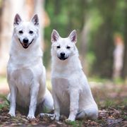 Italian Greyhounds and Norwegian Buhunds from Valhasar Norwegian Bunhund Kennels