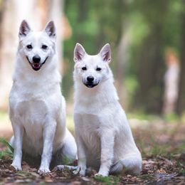 Italian Greyhounds and Norwegian Buhunds from Valhasar Norwegian Bunhund Kennels