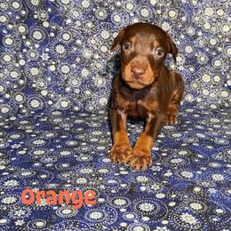 Orange Collar - Red and rust male Doberman Pinscher puppy in Louisville, Kentucky from Ruiz Dobermans