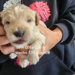 Pink collar Lainey - Apricot female Goldendoodle puppy in Fairmount, Indiana from Capens' Doodles,Poodles and Poo's