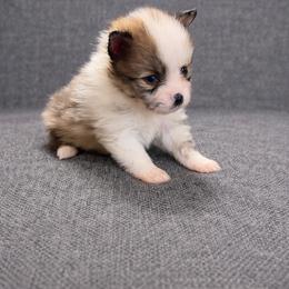 Johnny Cash - Tri-colored male Pomeranian puppy in Sandia, Texas from Broken Arrow Poms