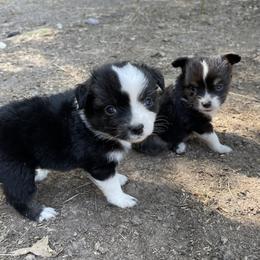 Australian Cattle Dog, Australian Shepherd, Companion Cross, and Miniature Australian Shepherd Puppies from MK Aussies
