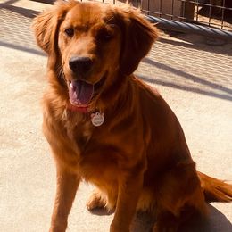 Ellie - Golden Retriever
