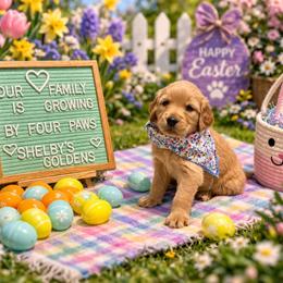 Red - Dark golden female Golden Retriever puppy in Inverness, Florida from Sydney’s Goldens