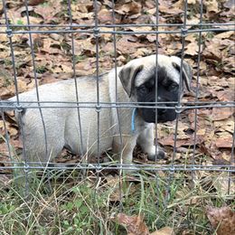 Blue collar - Fawn male Bullmastiff puppy in Comer, Georgia from Caro Bullmastiffs