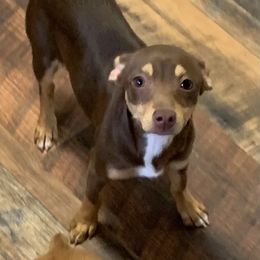 Chocolate tri female - Chocolate and white female Teddy Roosevelt Terrier puppy in Gadsden, Alabama from Rich Cat’s