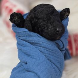 Bang - Black male Poodle puppy in Springfield, Oregon from Valaurah Farms