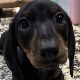Dachshunds from Dachshund Puppies