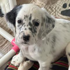 Olivia - Blue belton English Setter puppy in New Windsor, Maryland from Ambush Kennel
