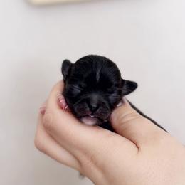 Fiona - Black female Chihuahua puppy in Harrison, Michigan from Cloud9 Chihuahuas