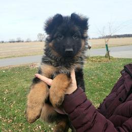 German Shepherd Puppies from Von Holtzapple German shepherds