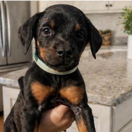 Granny - Black and rust female Doberman Pinscher puppy in Wellington, Ohio from Jessie (TDD, llc)