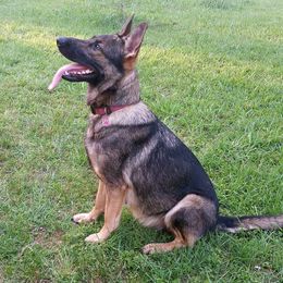 Bloodhounds and German Shepherds from Tousek Farms