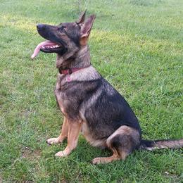 Bloodhounds and German Shepherds from Tousek Farms
