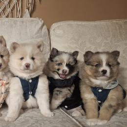 Pomskies and Siberian Huskies from Roaring Springs Pomsky