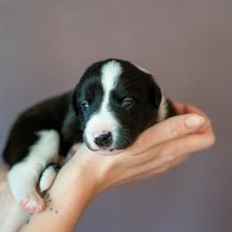 Border Collie, Papillon, Sporty Mix, and Whippet Puppies from Old Hemp Border Collies / Open Horizon Sport Dogs