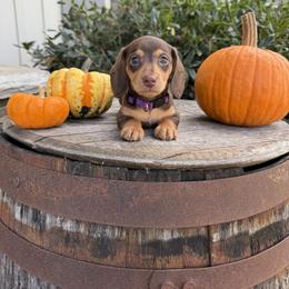 Dachshund Puppies from Thomas Homestead and Rabbitry