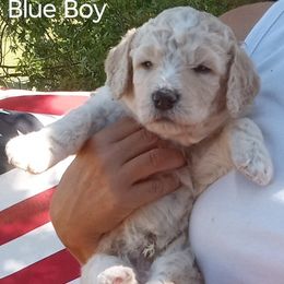 Poodle Puppies from Southwest Standards