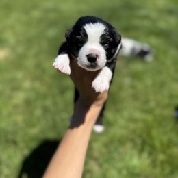 Miniature American Shepherd Puppies from Moonlight Trail Aussies