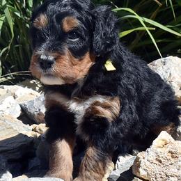 Yellow Collar Boy - Tri-color male Bernedoodle puppy in Ogden, Utah from Salty Point Doodles