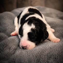 Oreo - Parti female Goldendoodle puppy in Freedom, New York from Samantha's Goldendoodles