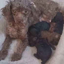 Precious - Poodle