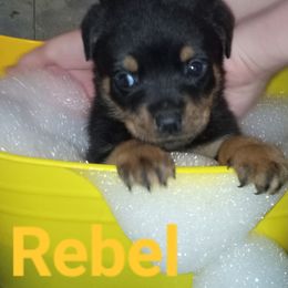 Rebel - Black and rust Rottweiler puppy in Girard, Ohio from Roman's Empire Rottweilers