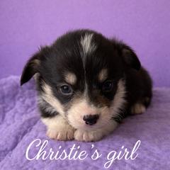 V-6.   Valeria - Black and tan female Pembroke Welsh Corgi puppy in Sanford, Michigan from Tambali Pembroke Welsh Corgis