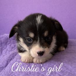 V-6.   Valeria - Black and tan female Pembroke Welsh Corgi puppy in Sanford, Michigan from Tambali Pembroke Welsh Corgis