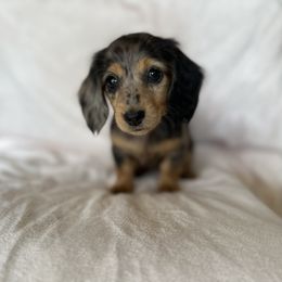Dachshund Puppies from Breezy Florida Dachshunds