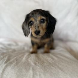 Dachshund Puppies from Breezy Florida Dachshunds