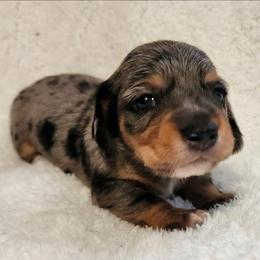 Silkywirehaired AKC - Dapple male Dachshund puppy in Torrance, California from Lucky Dachshunds