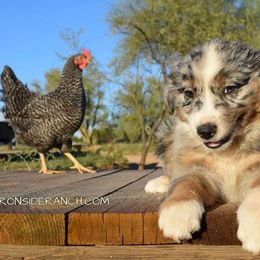 Australian Shepherds from Iron Side Ranch Australian Shepherds
