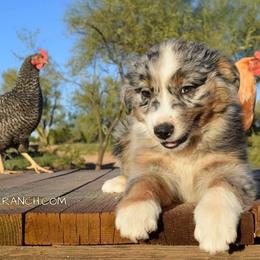Australian Shepherds from Iron Side Ranch Australian Shepherds