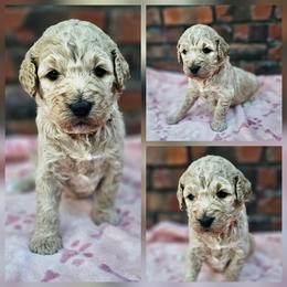 Zippy - Apricot female Goldendoodle puppy in Harris County, Texas from Cute & Curly Doodles
