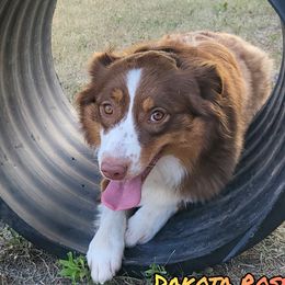 Karma - Australian Shepherd