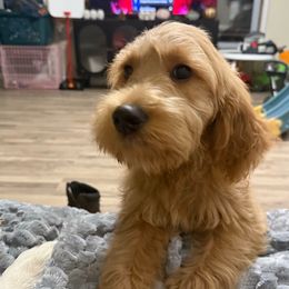 Archy - Red  male Goldendoodle puppy in Angola, Indiana from Classic City Doodles