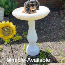 Cavalier King Charles Spaniels from Cuddly King Charles