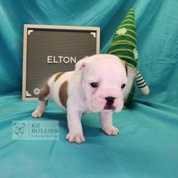 Elton - White male Bulldog puppy in Hillsdale County, Michigan from KZ Bullies LLC