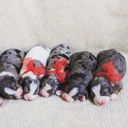 Assorted Doodle Crosses, Aussiedoodle, and Goldendoodle Puppies from Skyridge Doodles