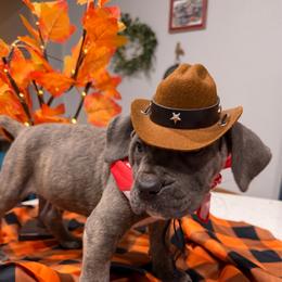 Black collar Male - Gray brindle male Cane Corso puppy in St. Augustine, Florida from RG2 Cane Corsos