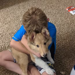 Collie Puppies from Nine Eves