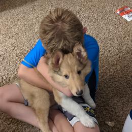 Collie Puppies from Nine Eves