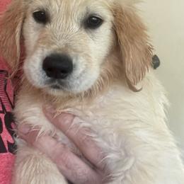 Purple - Light golden female Golden Retriever puppy in Norman, Oklahoma from Golden Kiss Retrievers