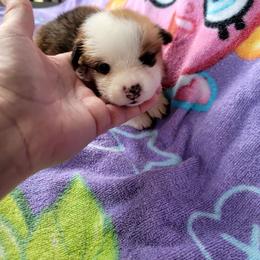 Brownie - White and red female Pembroke Welsh Corgi puppy in Aleppo, Pennsylvania from Donna's Corgis