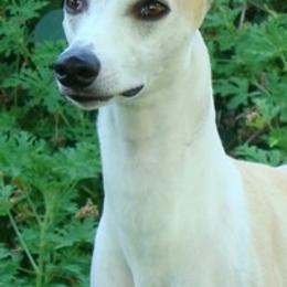 Papillons and Whippets from Elidas Whippets and Papillons